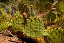 Éles tüskék a sivatagi kaktusz