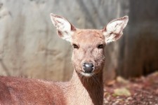 Sika Deer Female