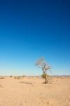 Singolo albero nel deserto