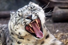 Snow leopard yawning 1