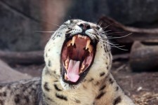 Snow Leopard Yawning 2