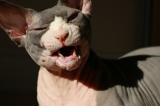 Sphynx Cat Half Yawn