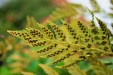 Spores on fern leaf