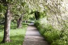 Passeggiata Spring Tree Lined