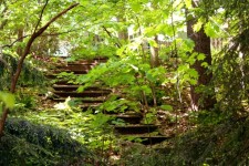 Stairway in woods
