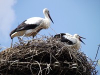 Cigüeñas en el nido