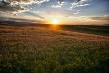 Солнечные лучи над полем зерна