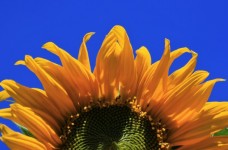 Floarea-soarelui împotriva cer albastru