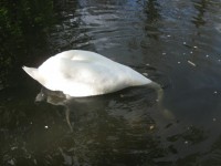 Swan huvud i vatten
