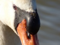 Hoofd witte zwaan close-up