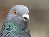 Tête de pigeon