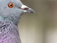 Head Pigeon