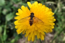 Il hoverfly