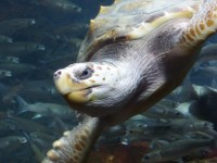 Schildpad zwemmen zijwaarts