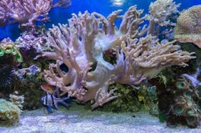Tropiska hav under vatten med koraller