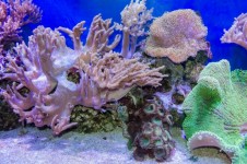 Bajo el agua del mar tropical con corale