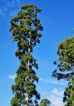 Very Tall Eucalyptus
