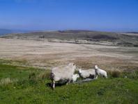 羊とウェールズの湿原