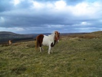 Welsh Pony munte