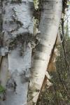 White Birch Bark Tree
