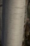White Birch Bark Tree