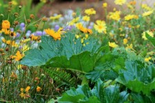 Wild rhubarb leaves and daisies