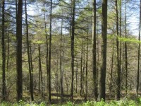 Scena di bosco