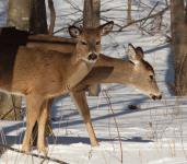 Yearling fawn with doe