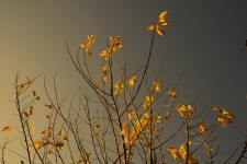 Gele bladeren met angstaanjagende grijze