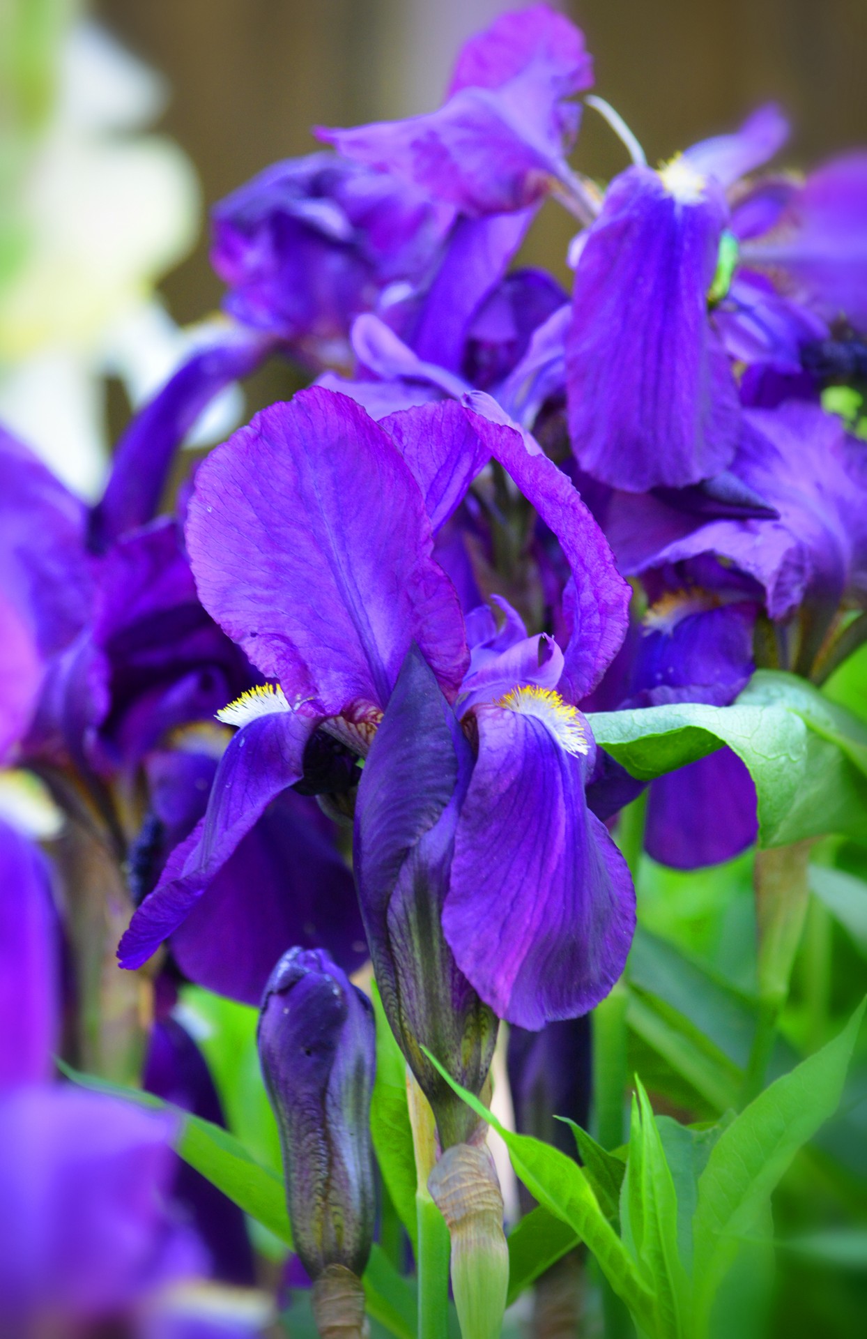 Purple Irises Free Stock Photo - Public Domain Pictures