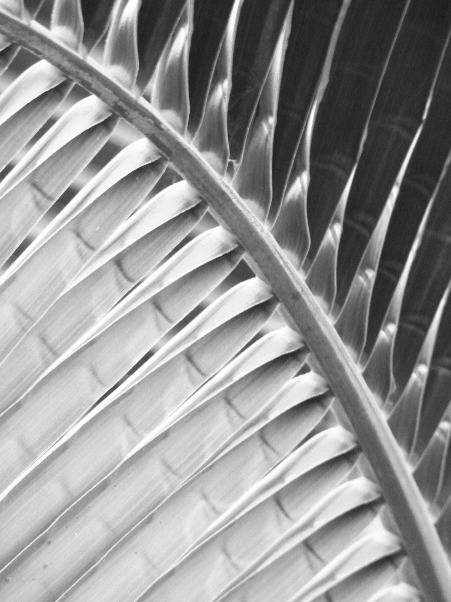 Abstract Palm Leaf Free Stock Photo - Public Domain Pictures