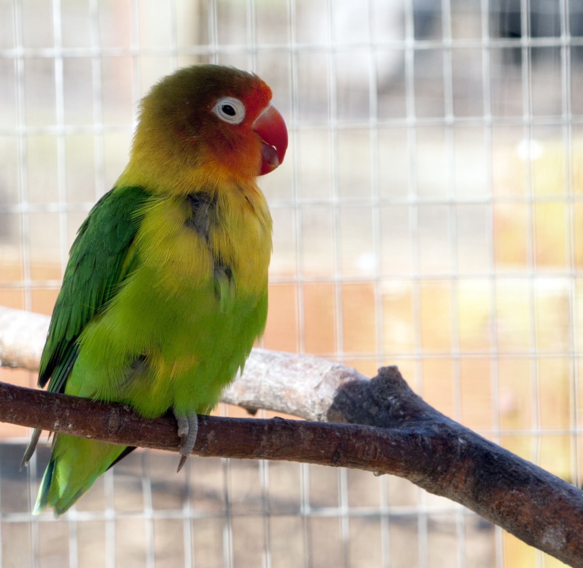 Bird Parakeet Colorful Free Stock Photo - Public Domain Pictures