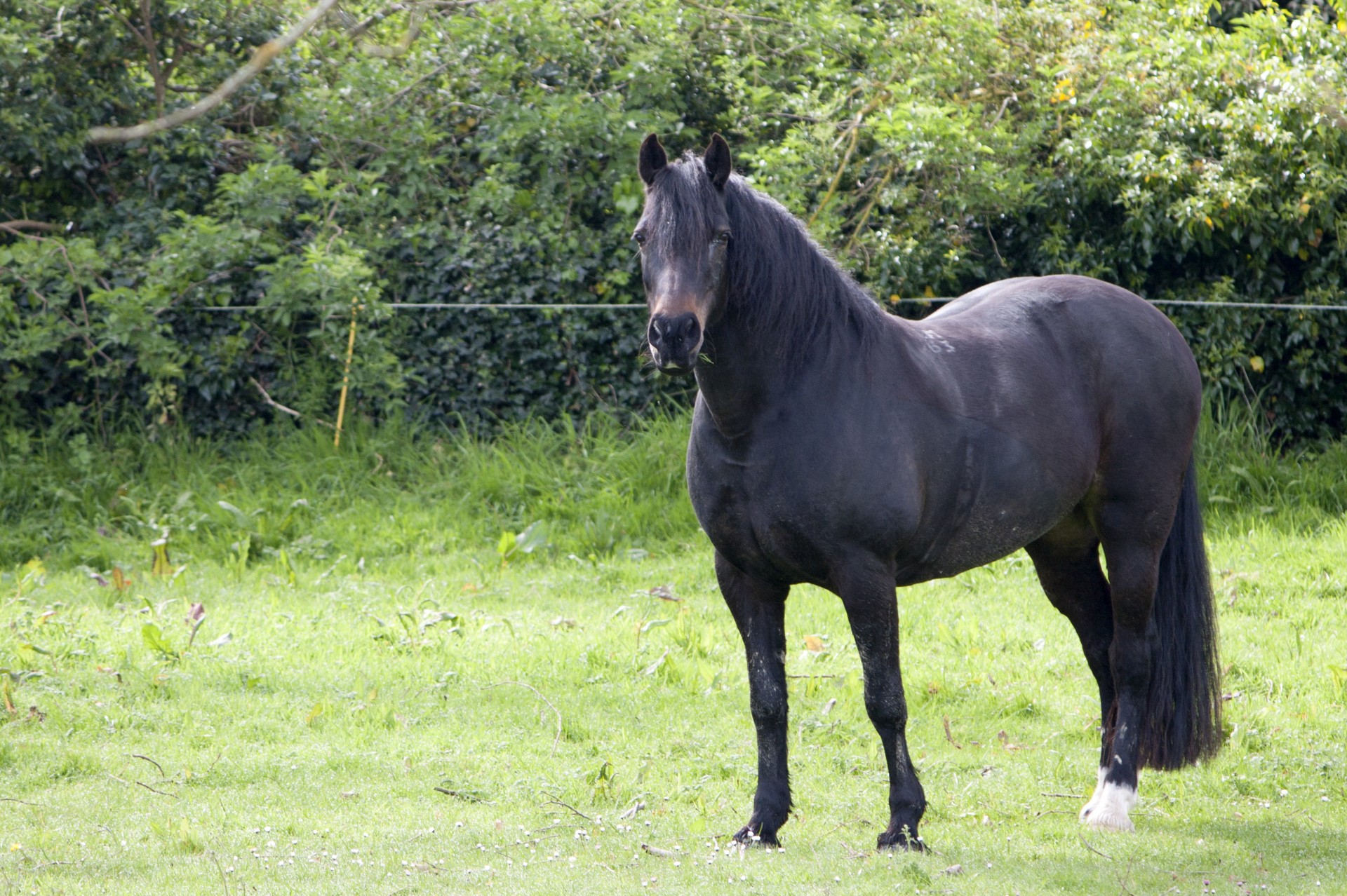 black-horse-free-stock-photo-public-domain-pictures