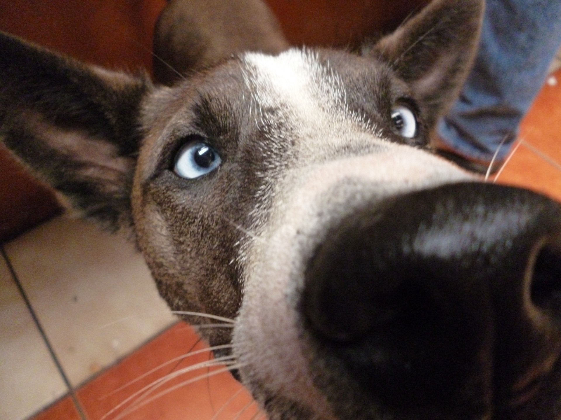 青い目のストリート犬 無料画像 Public Domain Pictures