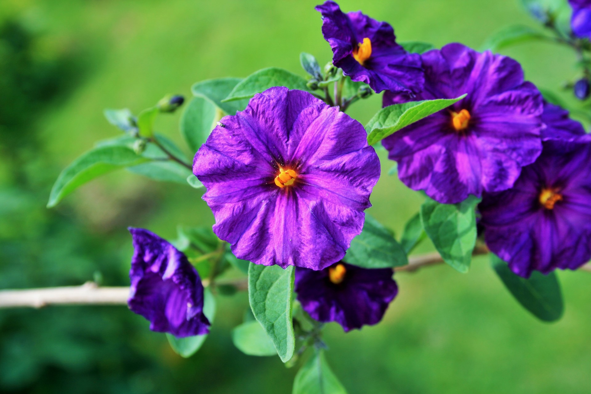 Bright Purple Flowers Free Stock Photo - Public Domain Pictures