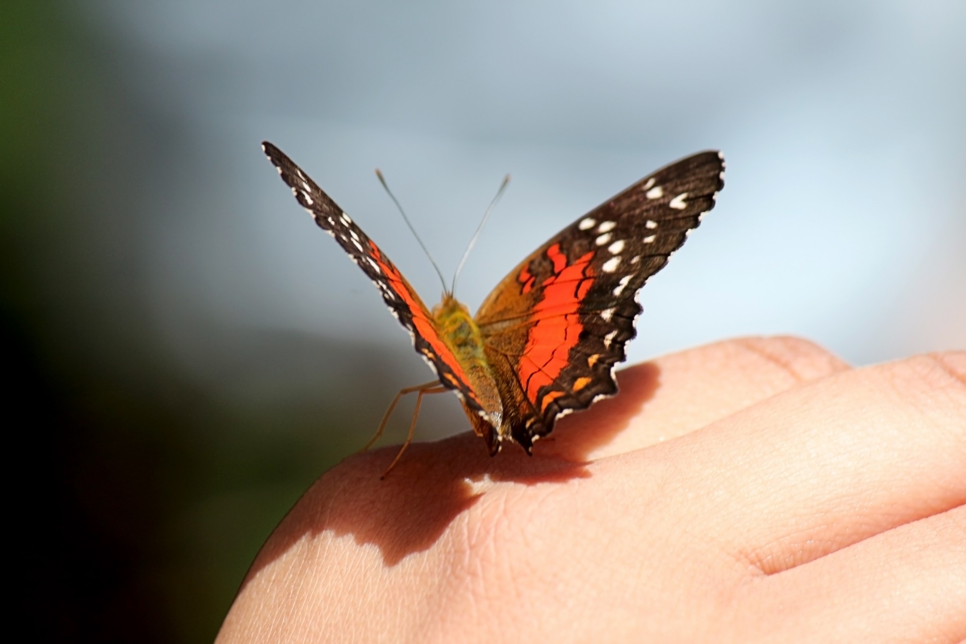 Schmetterling auf der Hand Kostenloses Stock Bild - Public Domain Pictures