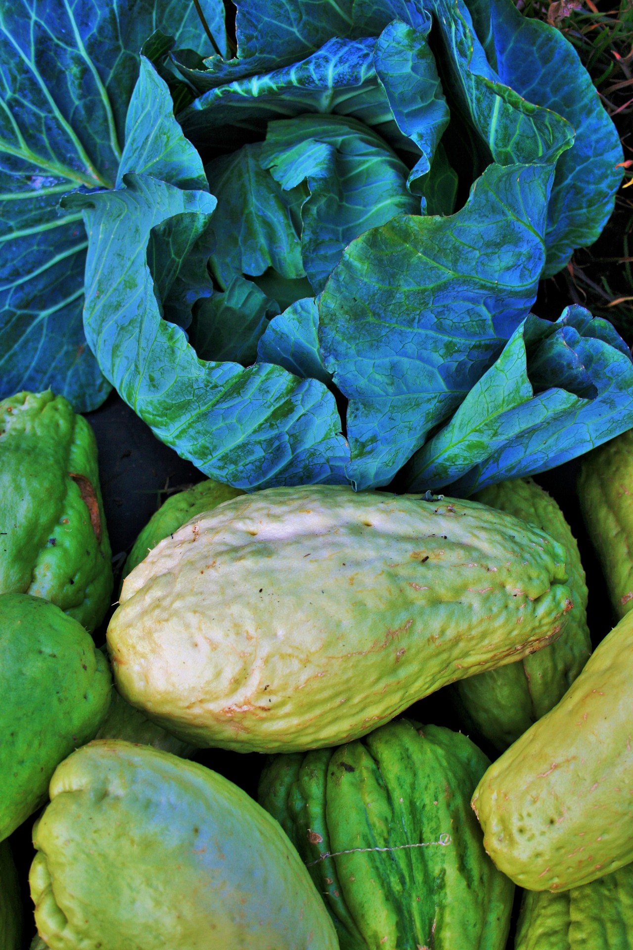 Cabbage And Shu-shus Free Stock Photo - Public Domain Pictures