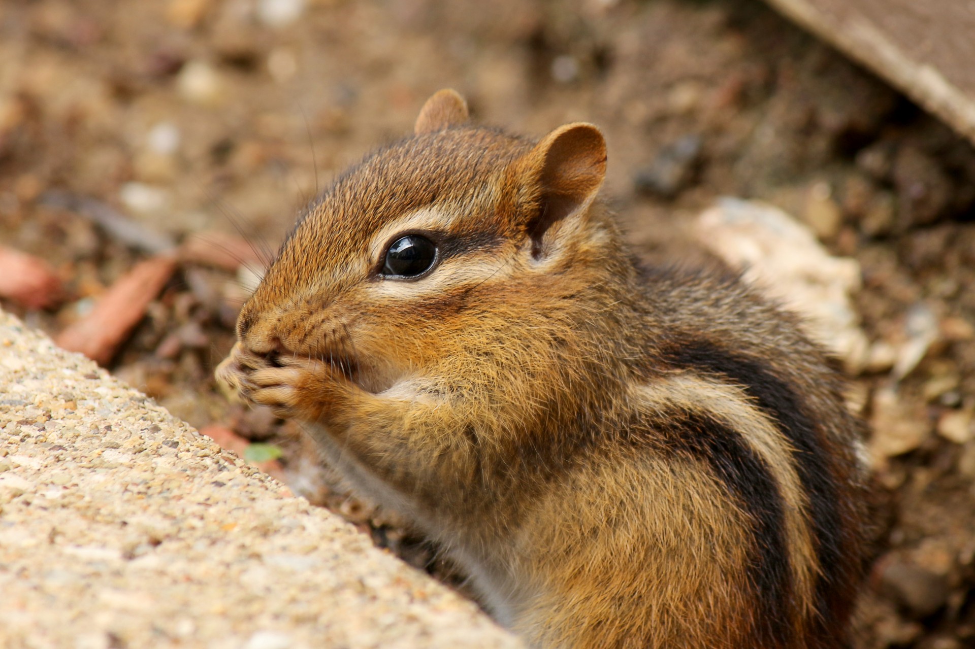  Chipmunk  Eating Free Stock Photo Public Domain Pictures