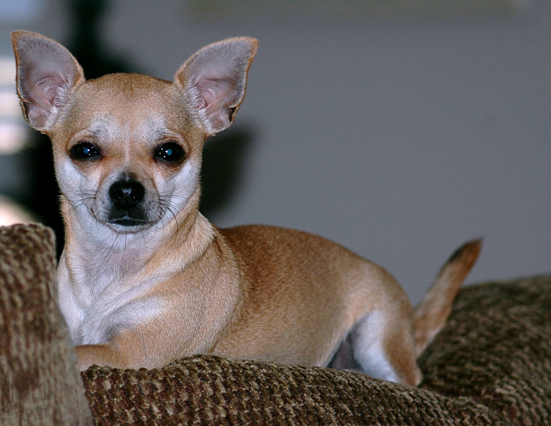 Cute Chihuahua Pup Free Stock Photo 