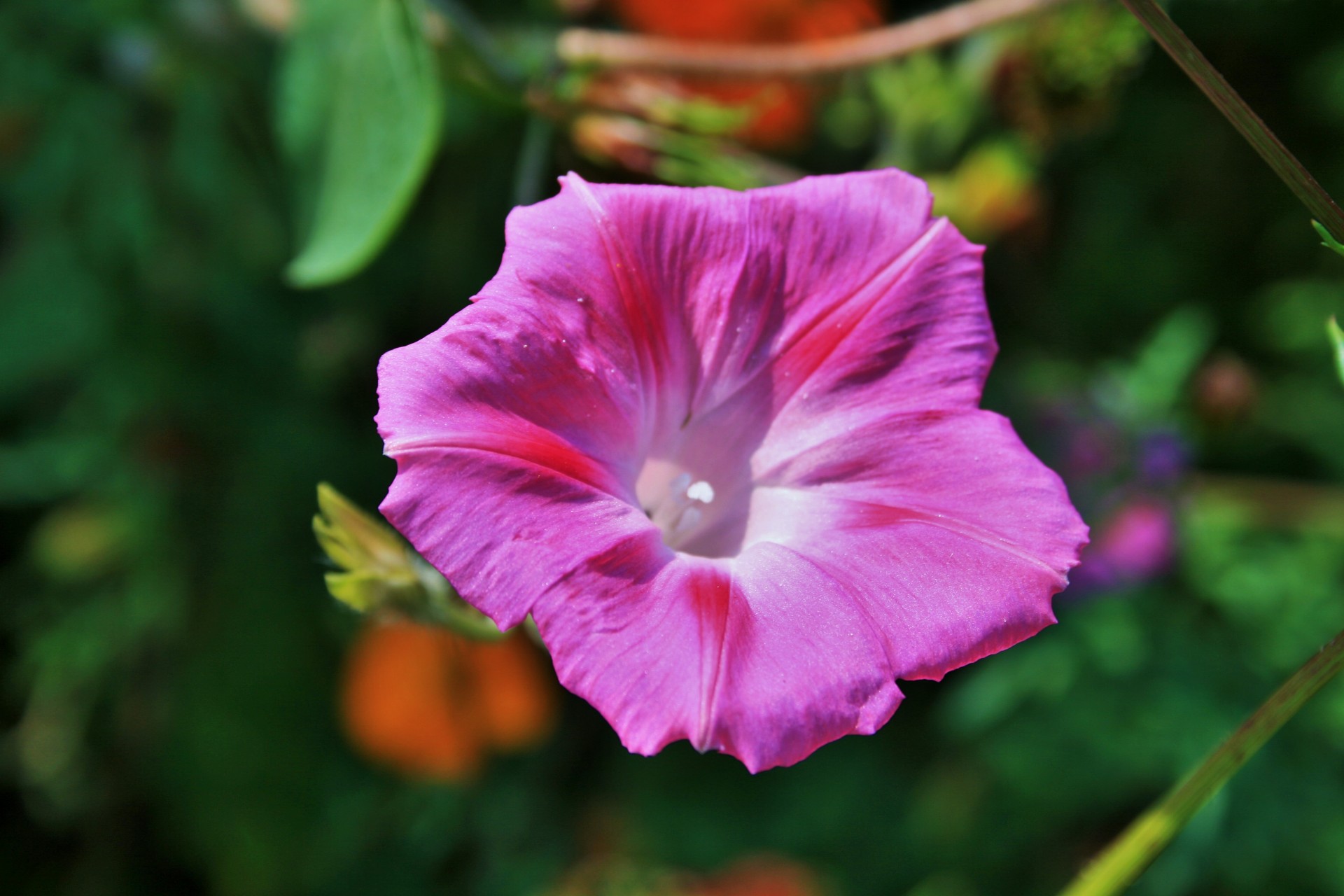 Delicate Pink Morning Glory Free Stock Photo - Public Domain Pictures