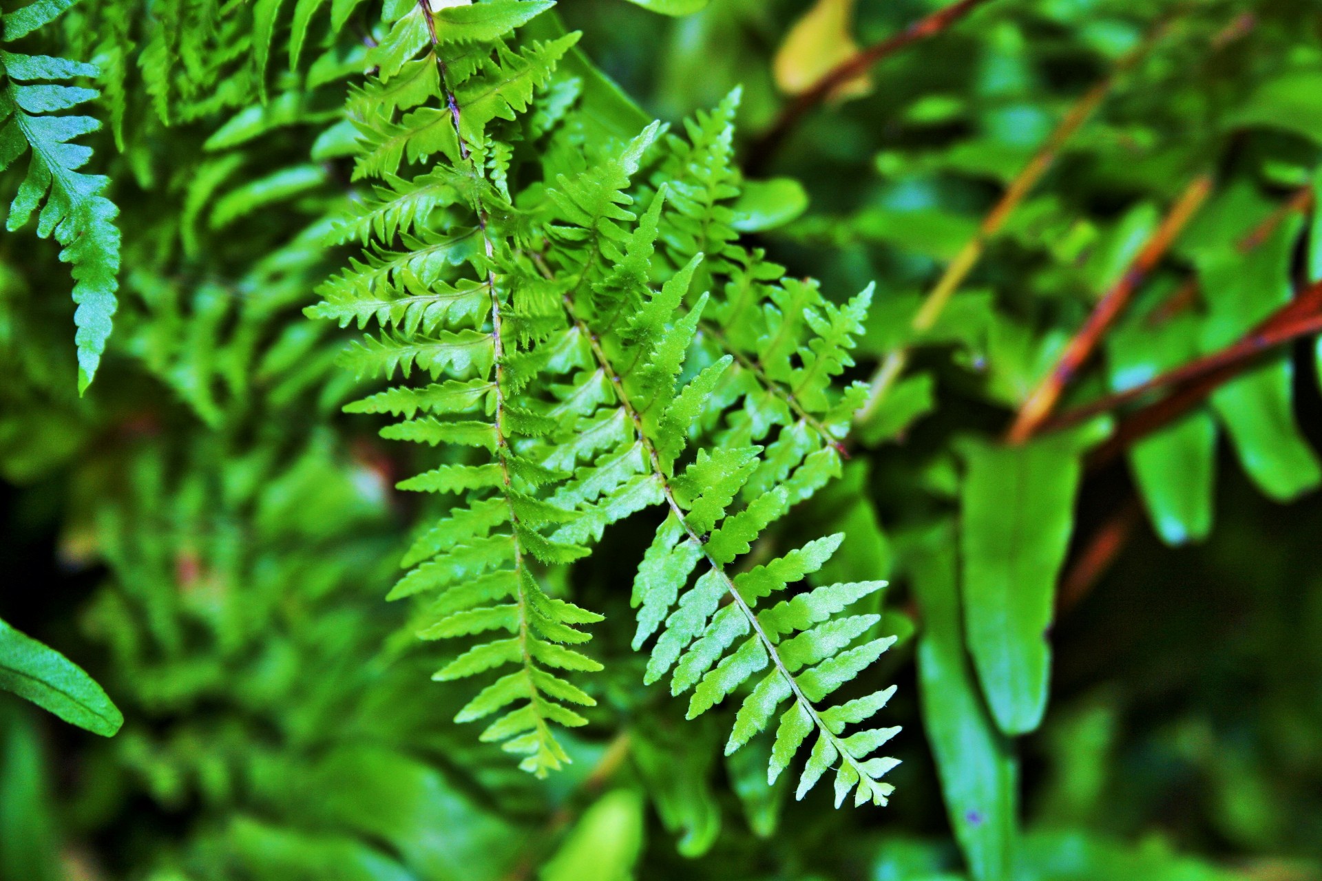 Fine Fern Leaves Free Stock Photo - Public Domain Pictures