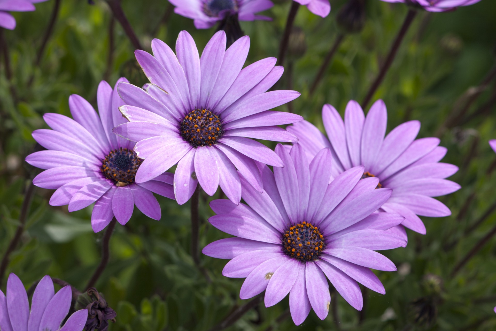 Flowers, Purple Daisy Free Stock Photo - Public Domain Pictures