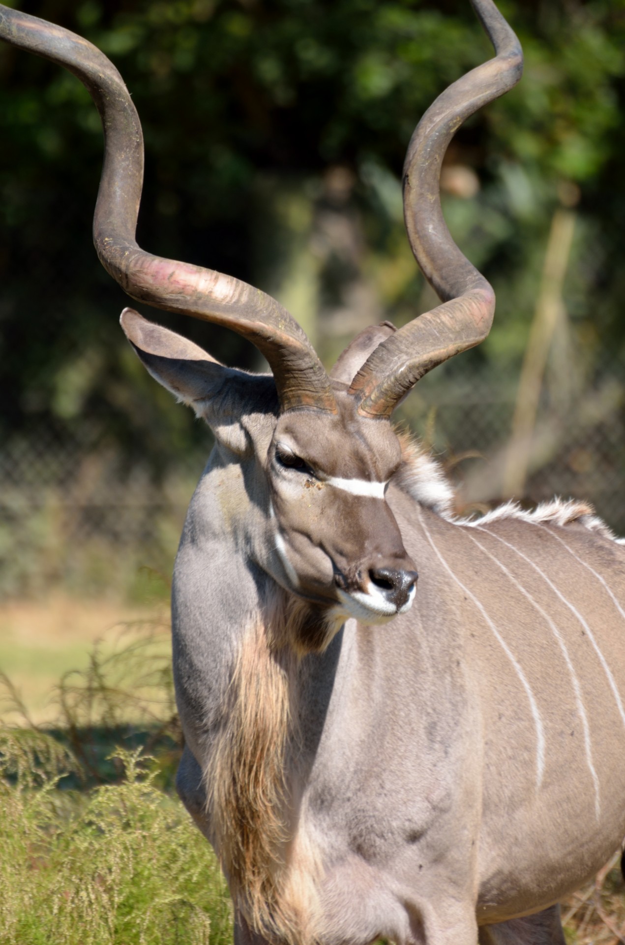 safari animals kudu