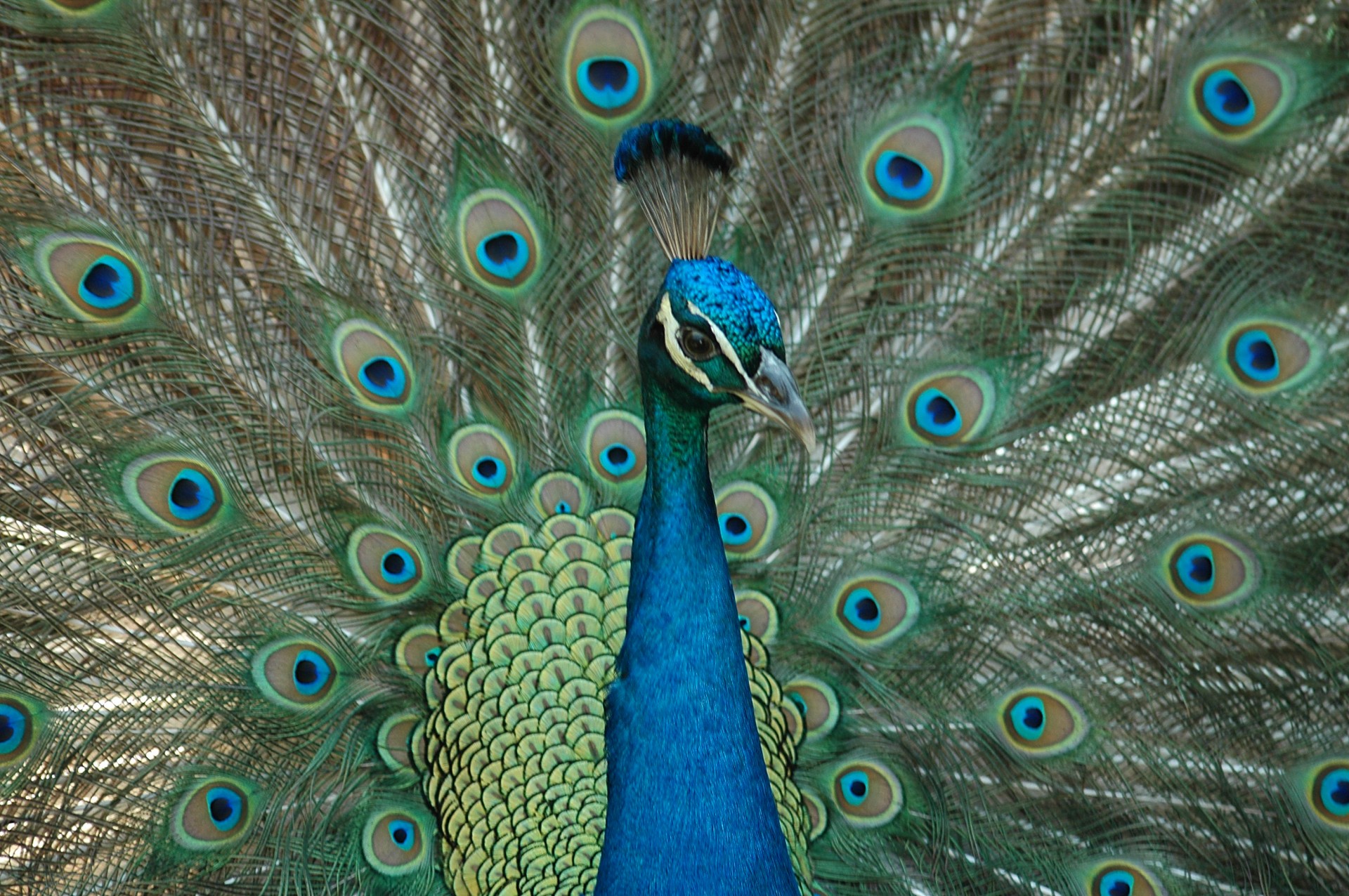 Peacock Free Stock Photo Public Domain Pictures