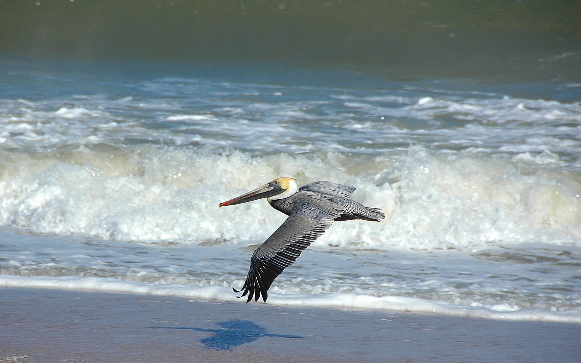 Pelican Flying Over The Oceans Surf
