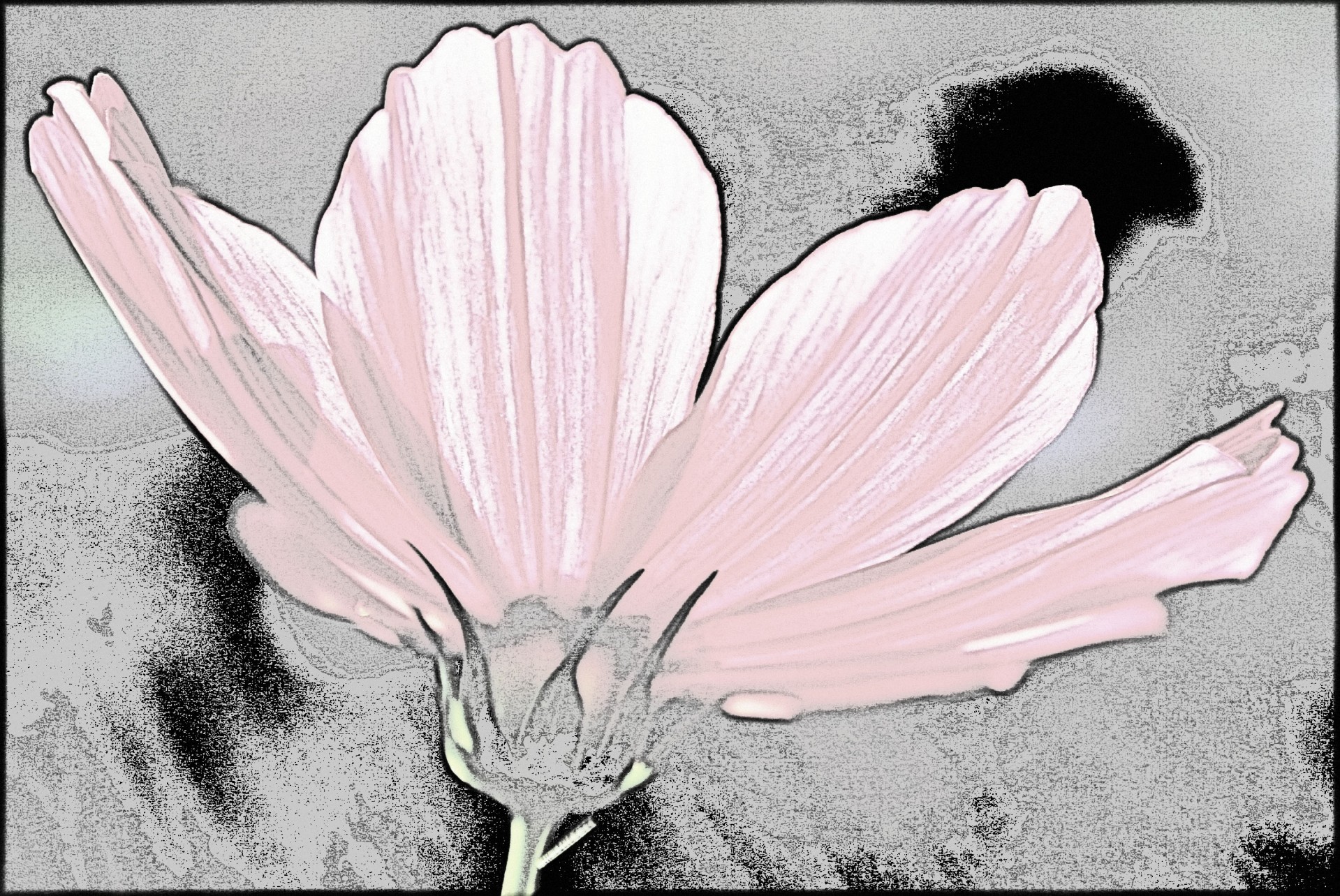 Pink Cosmos Flower Line Drawing Free Stock Photo - Public Domain Pictures