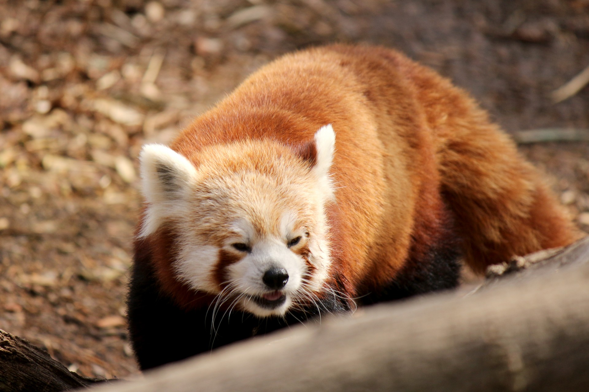 red-panda-1-free-stock-photo-public-domain-pictures