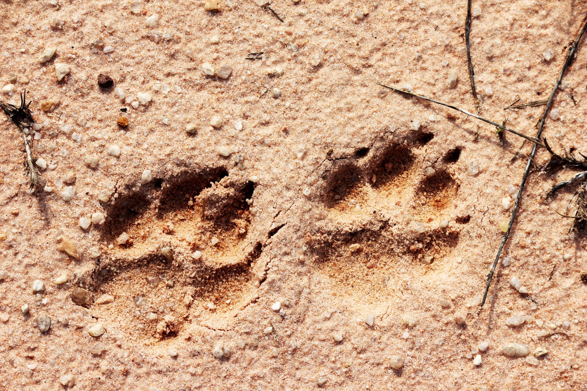 Sand Paw Prints Free Stock Photo Public Domain Pictures