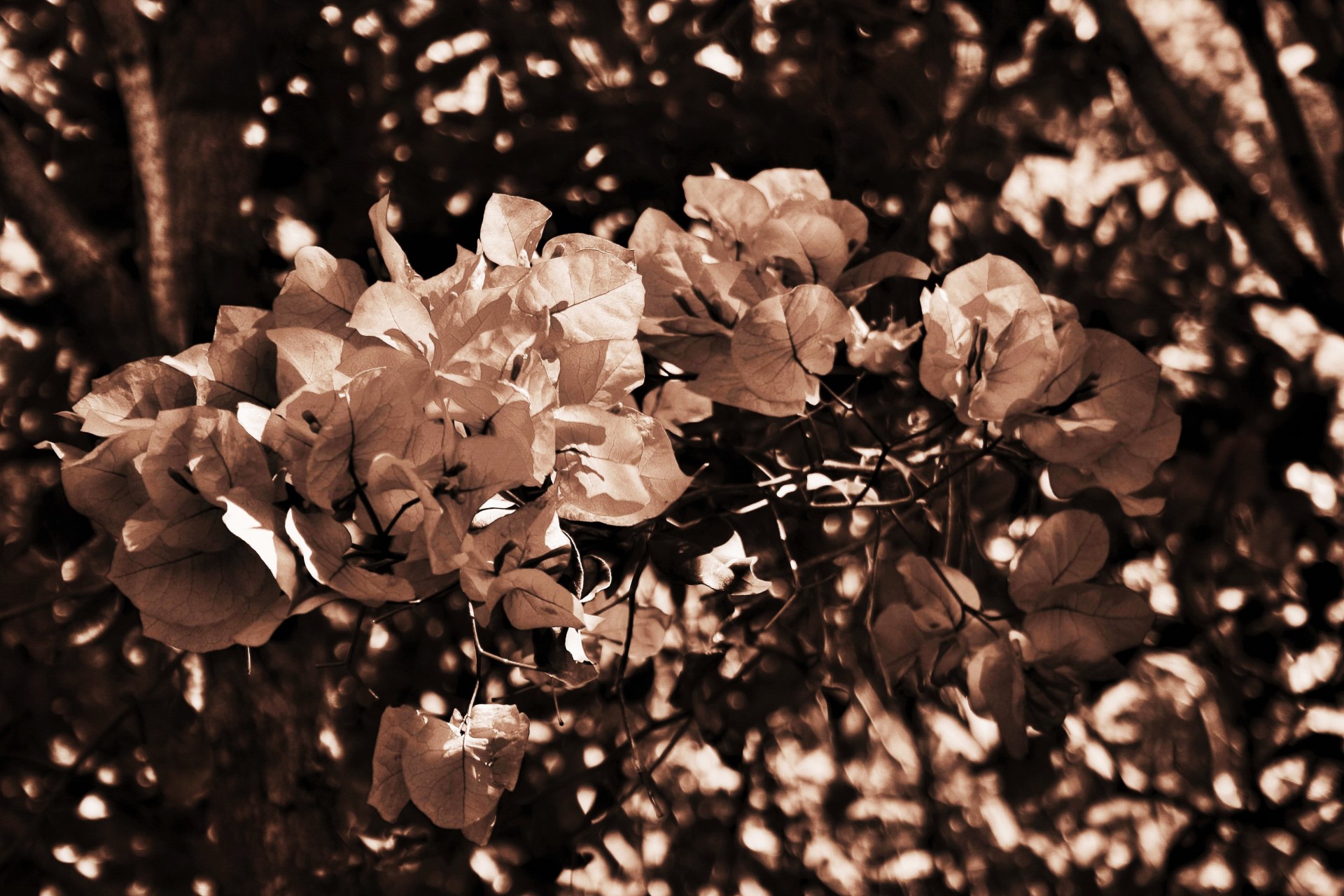 褐色茶色花免费图片 Public Domain Pictures