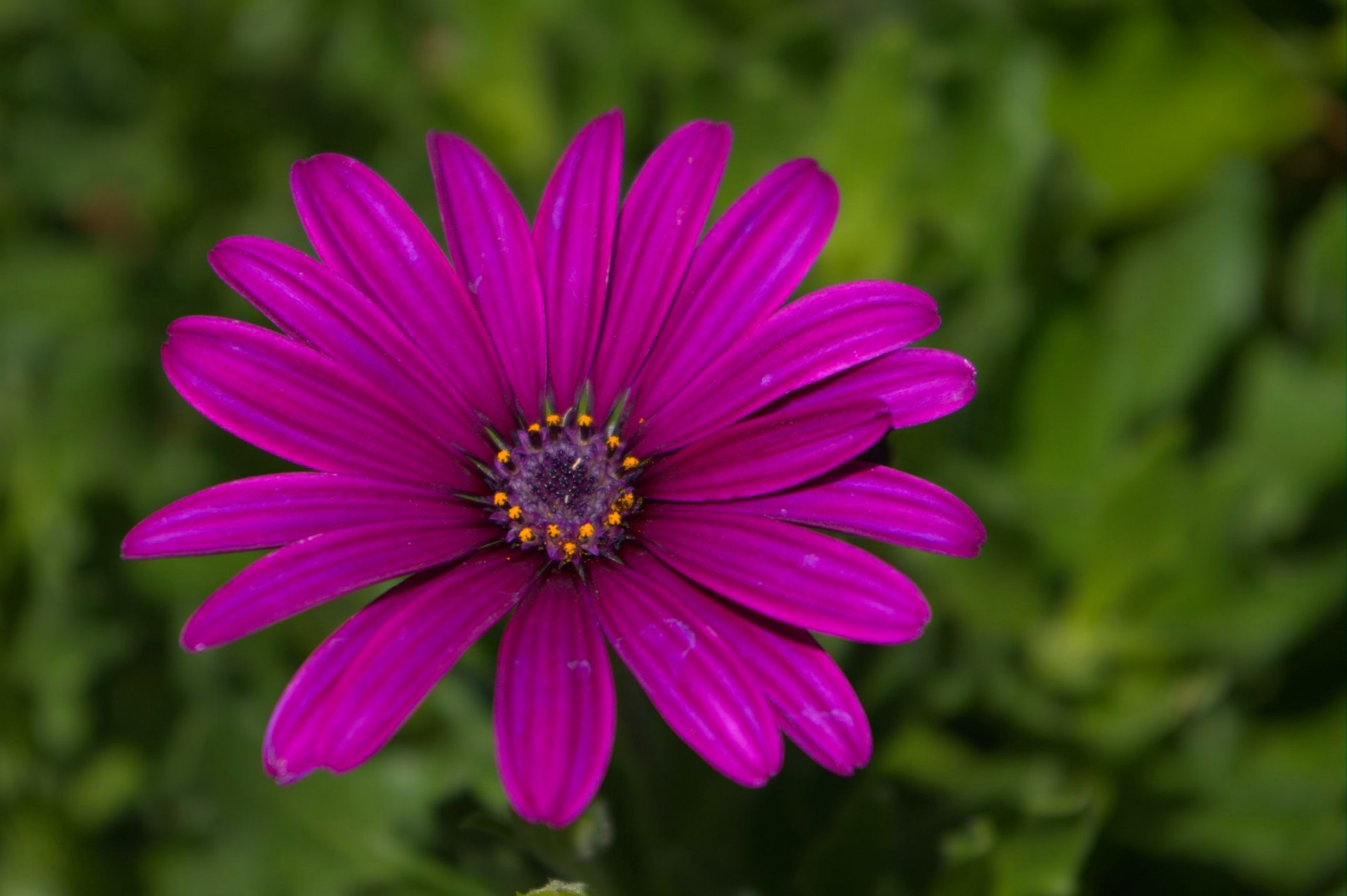 single-purple-flower-free-stock-photo-public-domain-pictures